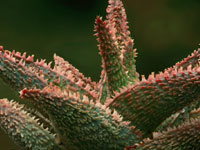 Aloe cv Vito